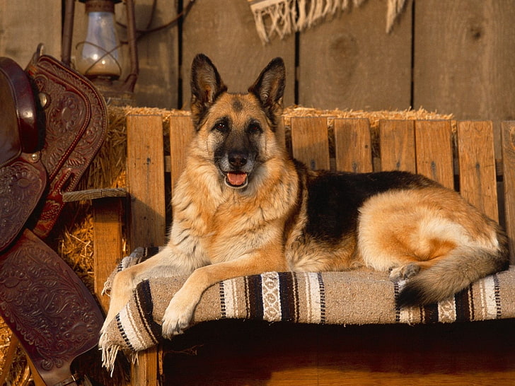adult black and tan German shepherd, dog, animals, depth of field, HD wallpaper