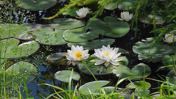 Pond of water lilies in full bloom, HD wallpaper