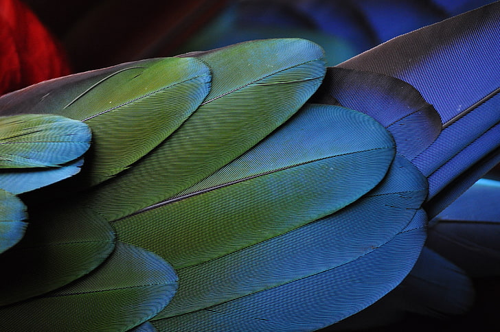green bird feather, feathers, colorful, texture, nature, close-up, HD wallpaper