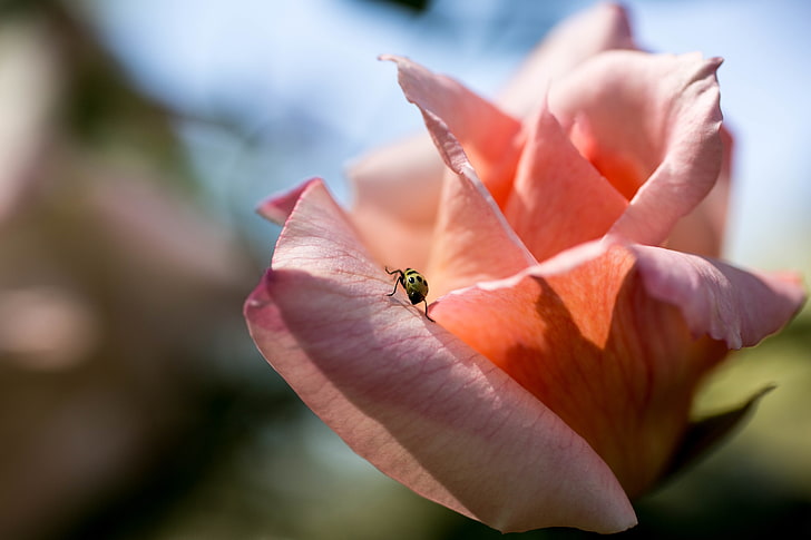 flowers, ladybugs, rose, macro, flowering plant, petal, beauty in nature