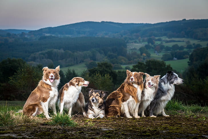 HD wallpaper: animals, dog, Collie | Wallpaper Flare