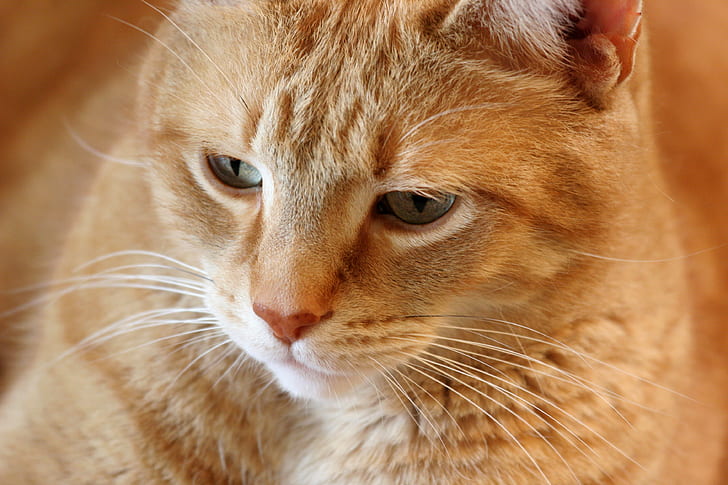 Orange Tabby Cat, Cat  cat, orange  tabby, feline, katze, chat, HD wallpaper