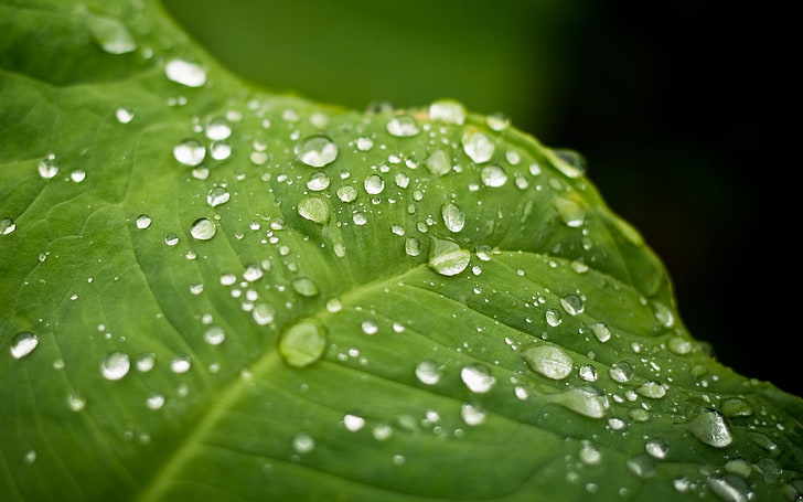 green leaf, plant, drops, nature, dew, green Color, wet, freshness, HD wallpaper