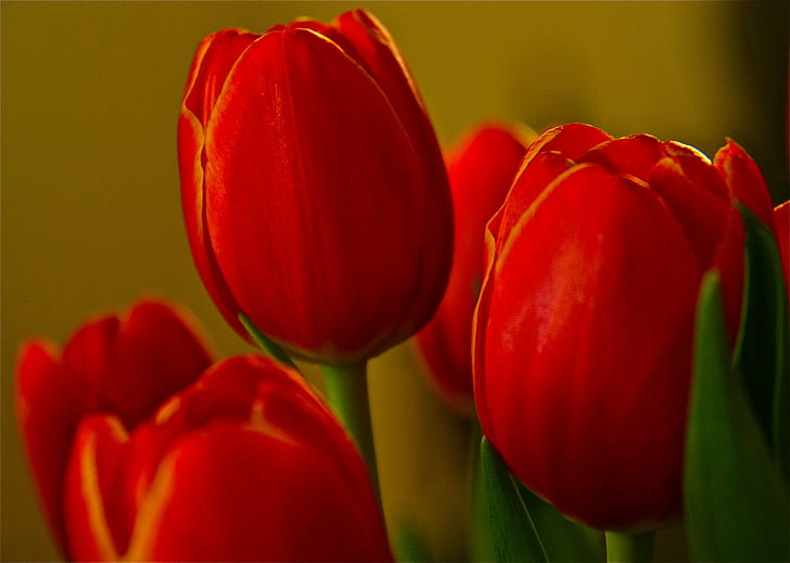 red Tulips, Spring, Maine, Grocery Store, flower, macro, bokeh, HD wallpaper