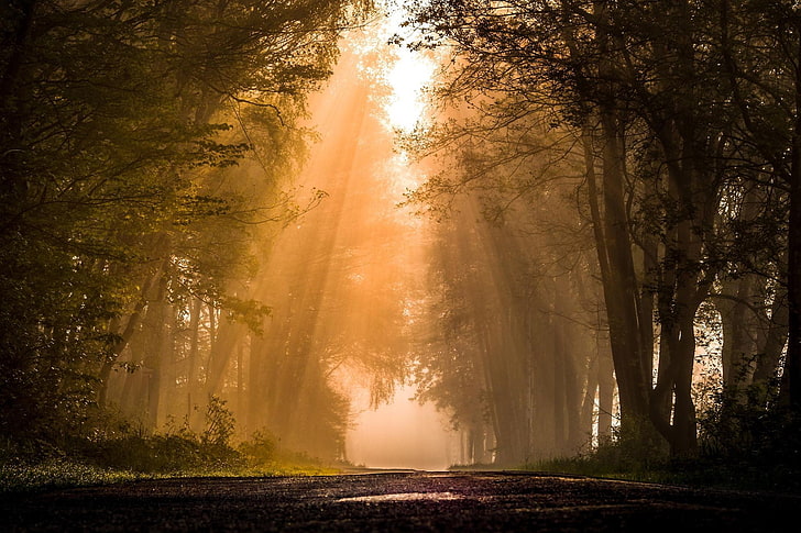 forest painting, road, plants, sun rays, mist, nature, trees