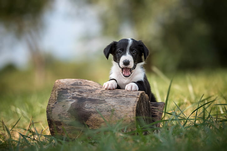 grass, pose, black and white, dog, puppy, log, the border collie, HD wallpaper