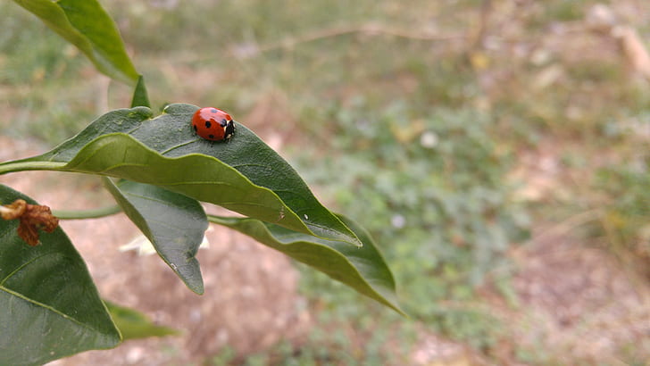 ladybugs, leaves, plants, landscape, HD wallpaper