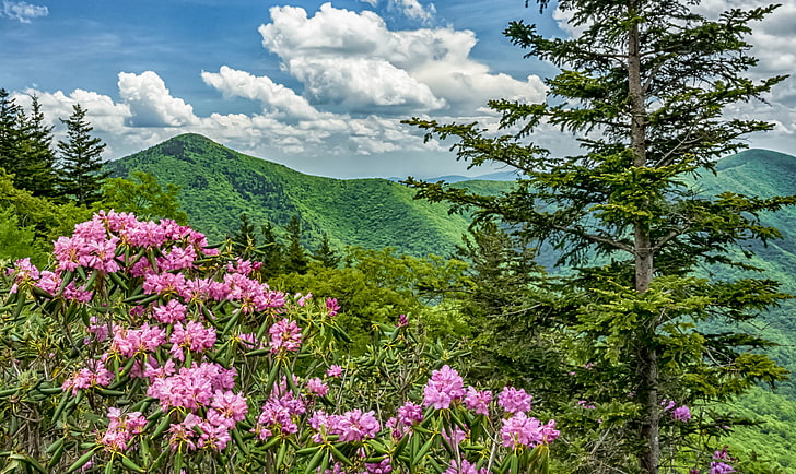flowers, mountains, USA, North Carolina, Blue Ridge Parkway, HD wallpaper