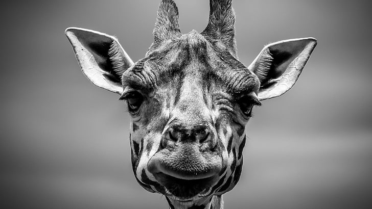 Giraffe black and white photo, monochrome, giraffes, animals