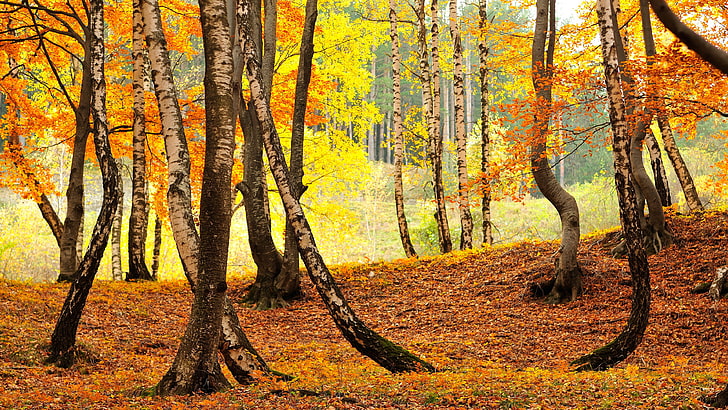 trees, fall, leaves, nature, autumn, land, plant, forest, change, HD wallpaper