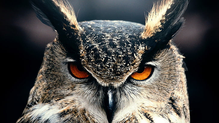 Instant Download- Digital Photo Nature Photography Animal Photography Great Horned Owl