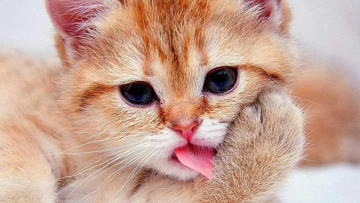 cat, close-up, care, cute, mammal, domestic, animal themes, HD wallpaper
