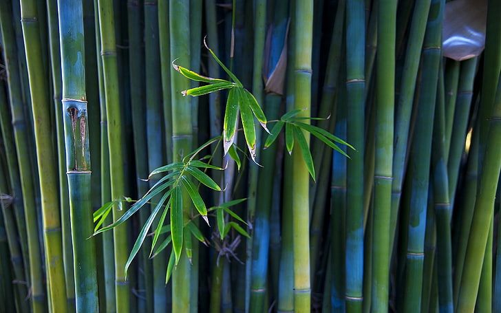 nature, bamboo, photography, plants, leaves, green color, growth, HD wallpaper
