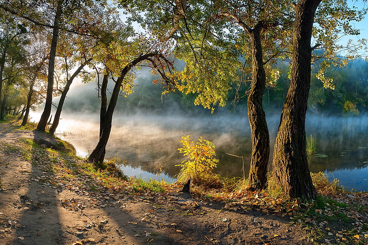 green leafed tree, leaves, river, mist, morning, forest, path, HD wallpaper