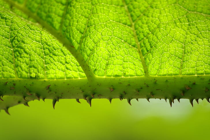 close up photo of  green leaf plant, Nature, plante, vert, green Color