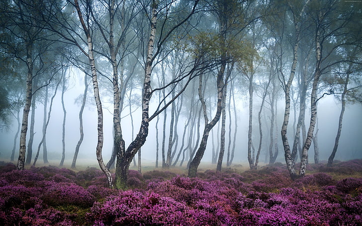 Stanton Moor, fog, wildflowers, Forest, 4k, UK, Peak District, HD wallpaper
