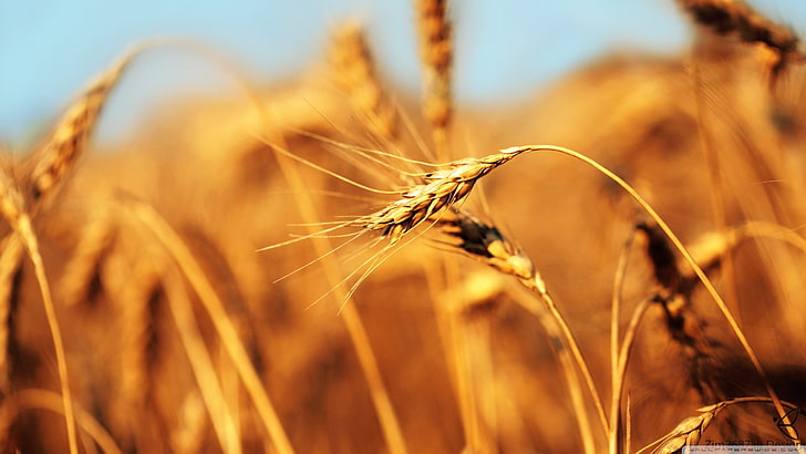 wheat, spikelets, depth of field, plants, bokeh, crop, cereal plant, HD wallpaper