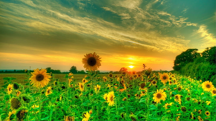 HD wallpaper: sunflower, sunrise, sky, nature, field, sunflower field,  morning | Wallpaper Flare