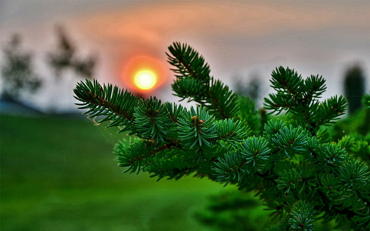 Sun, nature, macro, leaves, pine cones, blurred, photography, HD wallpaper