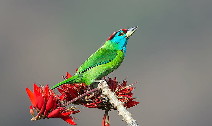 green and blue bird perched on red flower at daytime, blue-throated barbet, blue-throated barbet, HD wallpaper