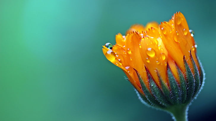 blur, drops, blurred, dew, droplets, photography, macro, blooming