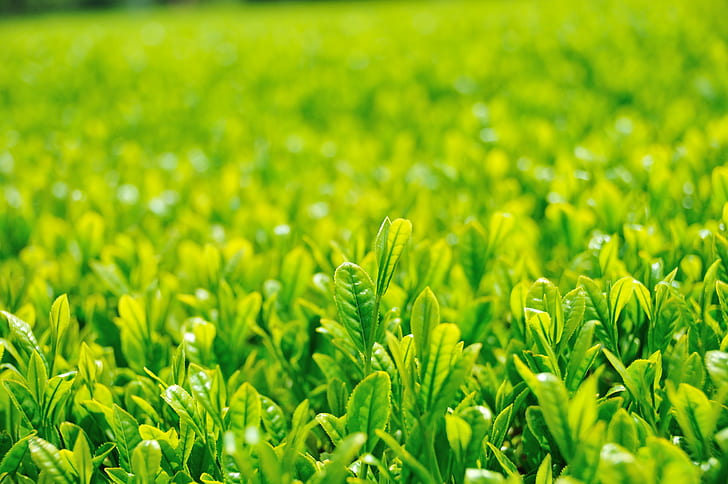 green seedlings, Tea plantation, Japan, 日本, Nikon  D300, 散歩