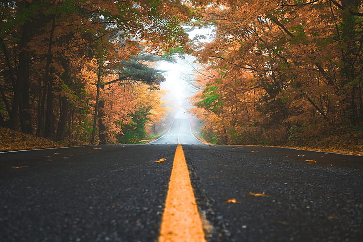 road, leaves, trees, HD wallpaper