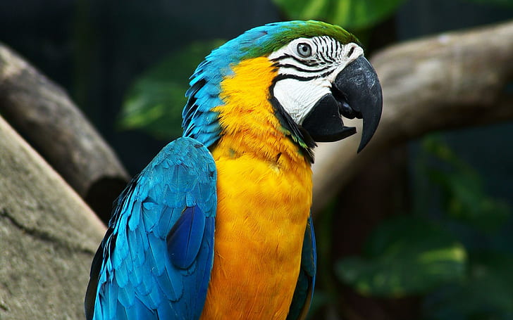 Amazing Parrot, animals and birds