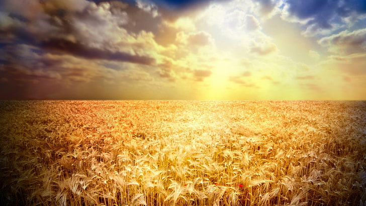 wheat, nature, cereal, field, rural, agriculture, summer, plant