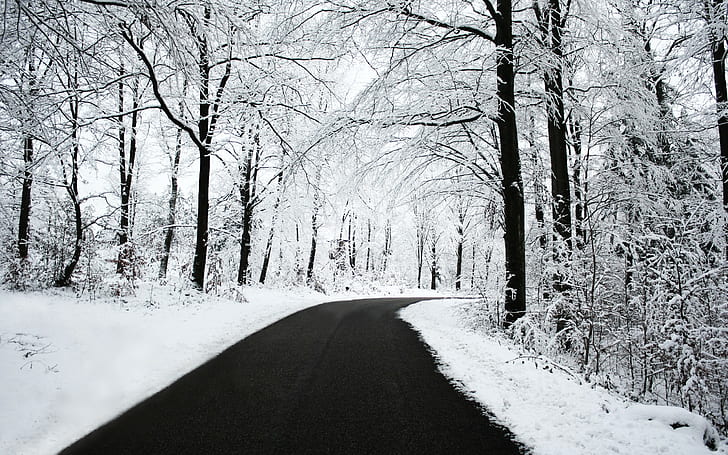 road, snow, trees, black, white, winter, forest, nature