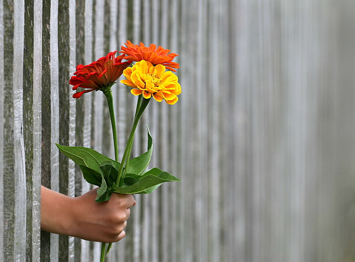 bouquet, congratulation, emotions, fence, gift, give, hand, HD wallpaper