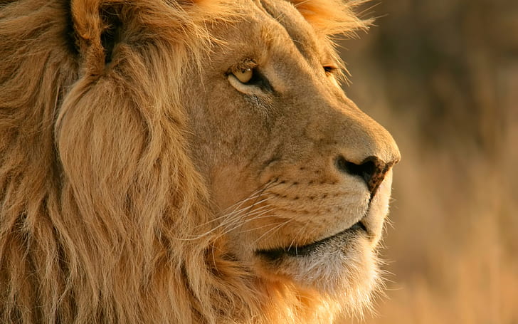 close up photo of adult lion, lion  lion, yellow, animal, lion - Feline, HD wallpaper