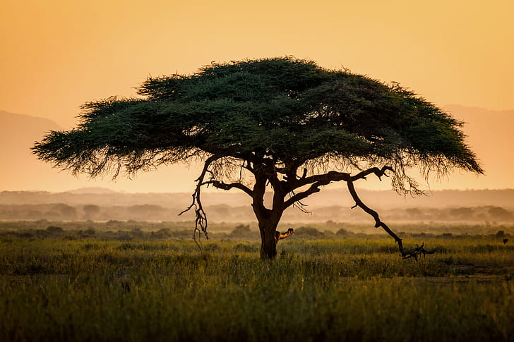 tree on grass land at daytime, vachellia, amboseli national park, kenya, vachellia, amboseli national park, kenya, HD wallpaper