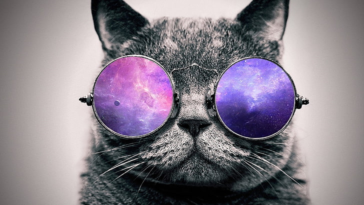 cat wearing purple lens sunglasses photography, artwork, digital art