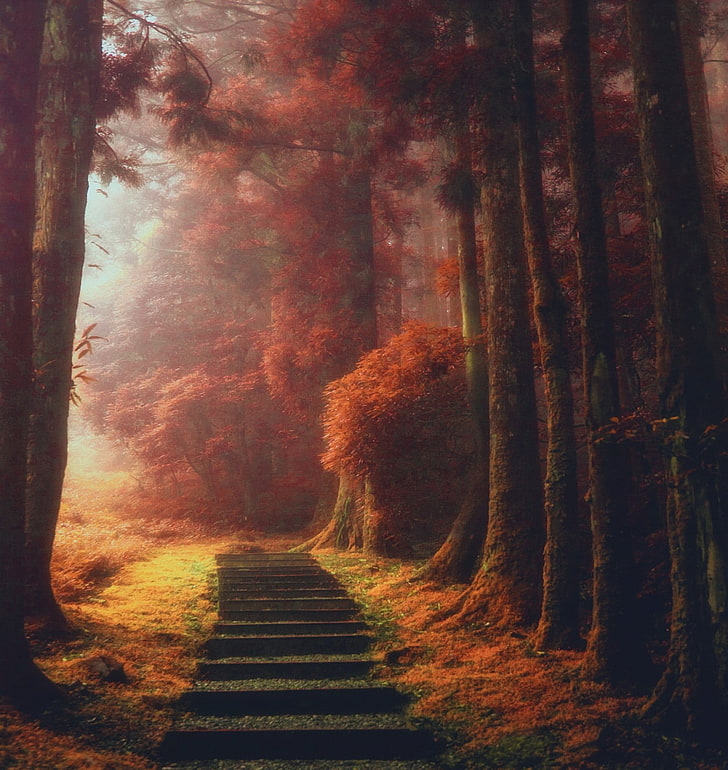 stairway and tree painting, nature, landscape, magic, path, trees, HD wallpaper