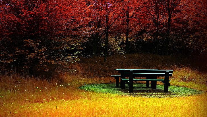 bench, grass, fall, table, plants, trees, autumn, land, nature