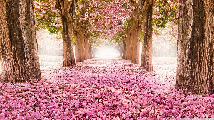 pink flowers, cherry blossom, nature, plant, tree, flowering plant