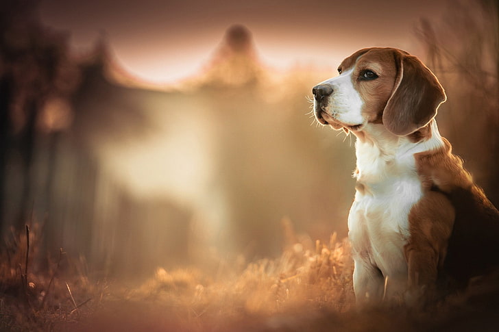 adult short-coated tan and white dog, Beagles, blurred, depth of field