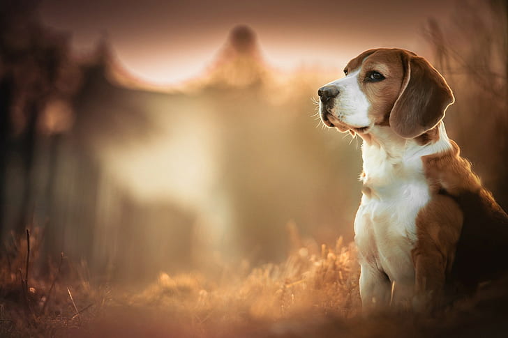 dog, Beagles, animals, depth of field, blurred, HD wallpaper