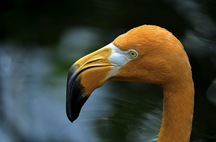selective focus photography of orange curve beak Aves, flamingo, flamingo