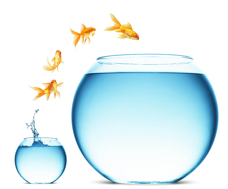 goldfish and clear glass fish bowl illustration, jump, change