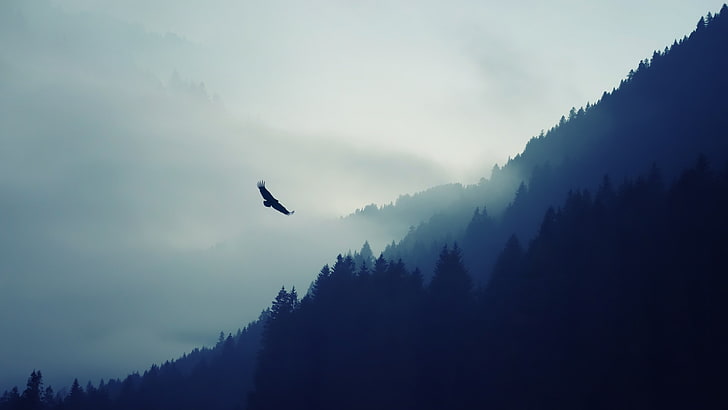 eagle, fog, landscape, mountain, nature, ultrahd, beauty in nature