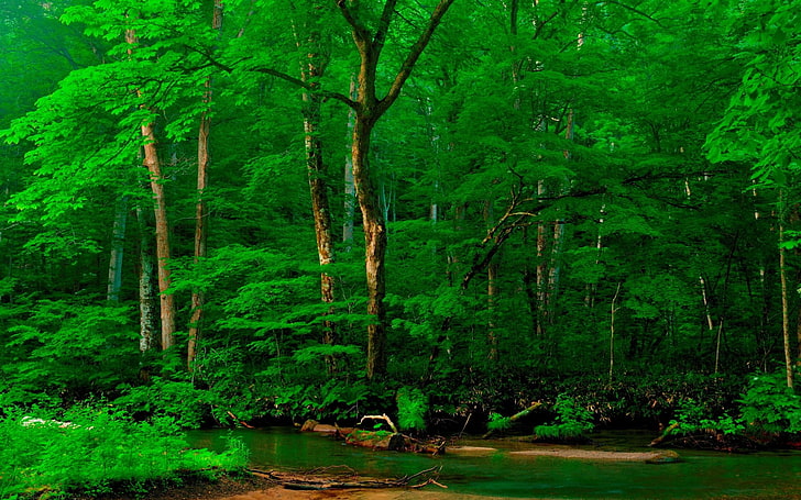 hd high resolution nature 1920x1200, tree, plant, forest, green color
