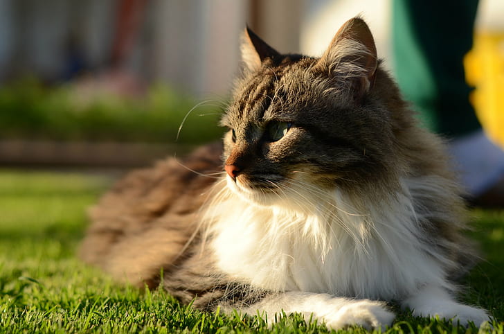 tilt lens shot of maine coon cat on top of green grass, pets, HD wallpaper