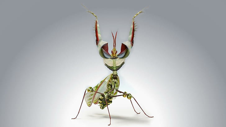 Devil´s Flower Mantis, green red and white praying mantis, nature, HD wallpaper