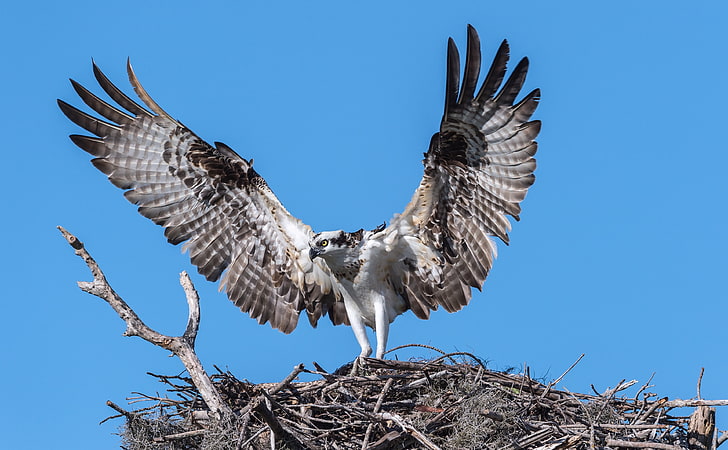 Osprey Bird Nest, Animals, Birds, View, Travel, Protect, Nature, HD wallpaper