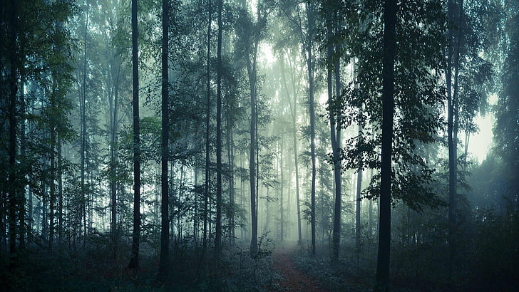 green trees, nature, forest, land, plant, woodland, fog, tranquility, HD wallpaper