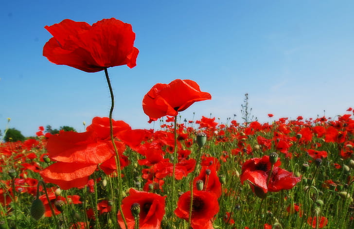 bed of red Poppies, flowers, field, poppy, nature, sky, summer, HD wallpaper
