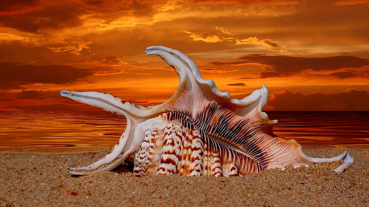 Sea Shell,sunset, beach, sundown, shore, 3d and abstract, HD wallpaper