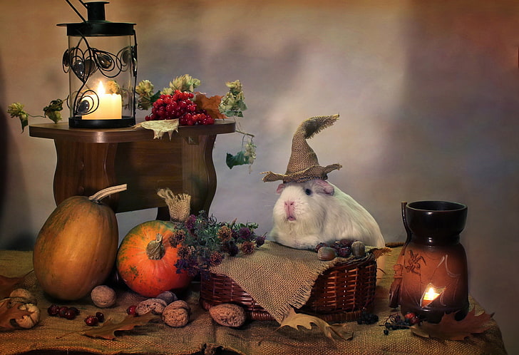autumn, animals, humor, candles, October, pumpkin, Halloween, HD wallpaper